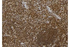 ABIN6277293 at 1/100 staining Mouse spleen tissue by IHC-P. (PRNP 抗体  (Internal Region))