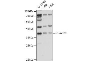Western blot analysis of extracts of various cell lines, using C12orf29 antibody (ABIN7266375) at 1000 dilution. (C12ORF29 抗体  (AA 1-325))