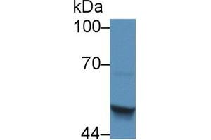 Western Blot; Sample: Human HepG2 cell lysate; Primary Ab: 5µg/ml Rabbit Anti-Mouse SCCA2 Antibody Second Ab: 0.