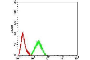 Flow cytometric analysis of Hela cells using CDH11 mouse mAb (green) and negative control (red). (OB Cadherin 抗体  (AA 468-617))