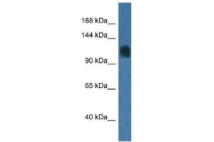 Western Blot showing Rag1 antibody used at a concentration of 1. (RAG1 抗体  (C-Term))