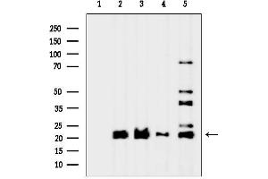 anti-Family with Sequence Similarity 122B (FAM122B) antibody