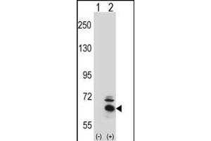 Western blot analysis of BBS4 (arrow) using rabbit polyclonal BBS4 Antibody (Center) (ABIN391811 and ABIN2841661). (BBS4 抗体  (AA 337-369))