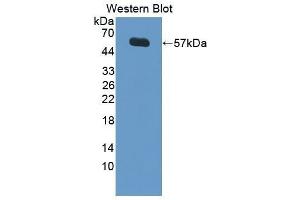 Western Blotting (WB) image for anti-Lipopolysaccharide Binding Protein (LBP) (AA 36-474) antibody (ABIN1862839) (LBP 抗体  (AA 36-474))
