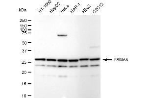 Western blotting analysis using PSMA3 antibody (ABIN7799967).