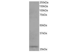Image no. 1 for anti-Dicarbonyl/L-Xylulose Reductase (DCXR) (C-Term) antibody (ABIN374240) (DCXR 抗体  (C-Term))
