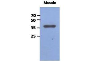 Image no. 1 for anti-Fructose-1,6-Bisphosphatase 2 (FBP2) (AA 1-339), (N-Term) antibody (ABIN1449407) (FBP2 抗体  (N-Term))