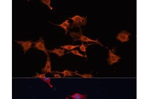 Immunofluorescence analysis of C6 cells using GSTM3 Polyclonal Antibody at dilution of 1:100. (GSTM3 抗体)