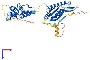 KCTD10 Protein (AA 1-313) (His tag)