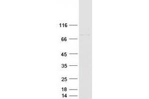 Western Blotting (WB) image for Aryl Hydrocarbon Receptor Nuclear Translocator-Like (ARNTL) (Transcript Variant 3) protein (Myc-DYKDDDDK Tag) (ABIN2714935)