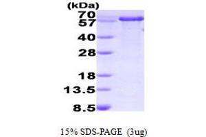 SDS-PAGE (SDS) image for Peptidylprolyl Isomerase (Cyclophilin)-Like 2 (PPIL2) (AA 1-527) protein (His tag) (ABIN667770) (PPIL2 Protein (AA 1-527) (His tag))