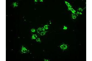 Anti-HSPA9 mouse monoclonal antibody (ABIN2452339) immunofluorescent staining of COS7 cells transiently transfected by pCMV6-ENTRY HSPA9 (RC201397). (HSPA9 抗体)