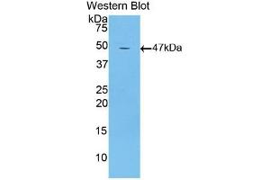 Western blot analysis of recombinant Mouse LTbR. (LTBR 抗体  (AA 128-395))