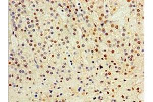 Immunohistochemistry of paraffin-embedded human adrenal gland tissue using ABIN7149004 at dilution of 1:100 (CST6 抗体  (AA 29-149))