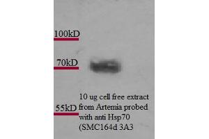 Hsp70 (3A3), Artemia franciscanna  Picture courtesy of Alison King. (HSP70 抗体)