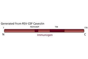 Image no. 3 for anti-Caveolin 1, Caveolae Protein, 22kDa (CAV1) (AA 1-178) antibody (ABIN967951) (Caveolin-1 抗体  (AA 1-178))