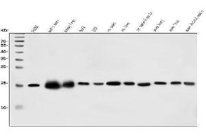 Western blot analysis of CHCHD10 using anti-CHCHD10 antibody (ABIN7602507). (CHCHD10 抗体  (AA 80-142))