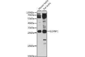 Western blot analysis of extracts of various cell lines, using ELSPBP1 antibody (ABIN7266993) at 1:1000 dilution. (ELSPBP1 抗体  (AA 110-223))