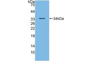 Western blot analysis of recombinant Mouse ANGPTL3. (ANGPTL3 抗体  (AA 22-281))