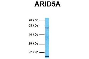 Host:  Rabbit  Target Name:  ARID5A  Sample Tissue:  Human 721_B  Antibody Dilution:  1. (ARID5A 抗体  (C-Term))