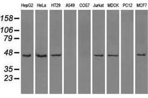 Western blot analysis of extracts (35 µg) from 9 different cell lines by using anti-ILF2 monoclonal antibody. (ILF2 抗体)