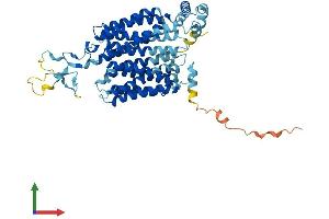 Protein Structure (PS) image for Solute Carrier Family 22 (Organic Anion Transporter), Member 8 (SLC22A8) (AA 1-542) protein (His tag) (ABIN7555382)