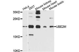Western blot analysis of extracts of various cells, using UBE2M antibody. (UBE2M 抗体)