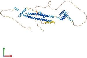 Protein Structure (PS) image for Pre-B-Cell Leukemia Homeobox Protein 2 (PBX2) (AA 1-430) protein (His tag) (ABIN7550578)