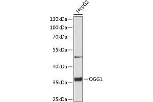 Western blot analysis of extracts of HepG2 cells, using OGG1 antibody (ABIN1681157, ABIN3015912, ABIN3015913 and ABIN5664036) at 1:1000 dilution.