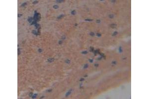 Used in DAB staining on fromalin fixed paraffin- embedded brain tissue (NCDN 抗体  (AA 2-300))