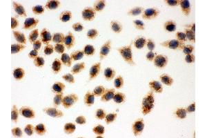 Immunohistochemistry (Paraffin-embedded Sections) (IHC (p)) image for anti-Cytochrome C, Somatic (CYCS) (AA 2-105) antibody (ABIN3042783) (Cytochrome C 抗体  (AA 2-105))
