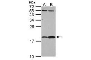 Image no. 1 for anti-Fatty Acid Binding Protein 7, Brain (FABP7) (AA 1-132) antibody (ABIN1498175) (FABP7 抗体  (AA 1-132))