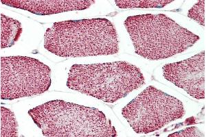 ABIN302174 (5µg/ml) staining of paraffin embedded Human Skeletal Muscle. (Apolipoprotein L 4 抗体  (C-Term))