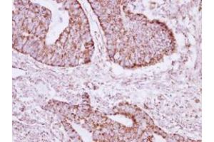 Image no. 1 for anti-Acyl-CoA Thioesterase 9 (Acot9) (AA 1-234) antibody (ABIN1496418) (ACOT9 抗体  (AA 1-234))