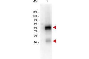 Image no. 1 for Donkey anti-Rabbit IgG (Whole Molecule) antibody (HRP) (ABIN300901) (驴 anti-兔 IgG (Whole Molecule) Antibody (HRP))