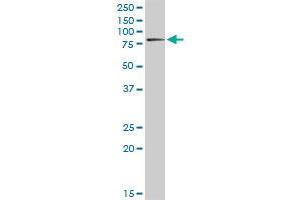 RDX MaxPab rabbit polyclonal antibody. (Radixin 抗体  (AA 1-583))