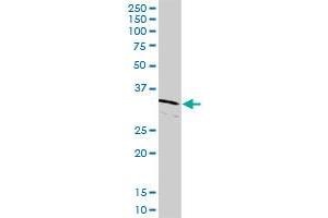 CDK2 MaxPab rabbit polyclonal antibody. (CDK2 抗体  (AA 1-298))