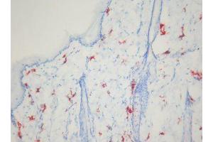 Image no. 1 for anti-Macrophages antibody (ABIN481699) (Macrophages 抗体)