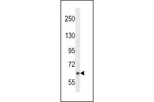 Western Blotting (WB) image for anti-Negative Regulator of Ubiquitin-Like Proteins 1 (NUB1) (AA 87-117), (N-Term) antibody (ABIN389078)