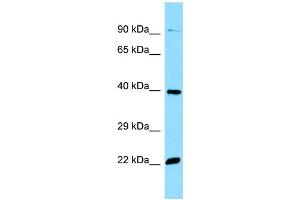 WB Suggested Anti-OR51E2 Antibody Titration: 1. (PSGR 抗体  (C-Term))