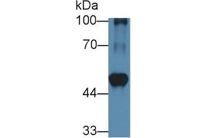 Western Blot; Sample: Mouse Heart lysate; Primary Ab: 1µg/ml Rabbit Anti-Rat BCAT1 Antibody Second Ab: 0. (BCAT1 抗体  (AA 179-411))