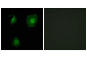 Immunofluorescence (IF) image for anti-EP300 Interacting Inhibitor of Differentiation 1 (EID1) (Internal Region) antibody (ABIN1850132) (EID1 抗体  (Internal Region))