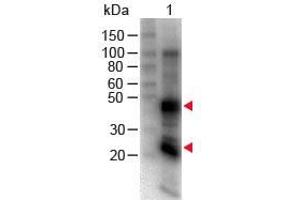 Western Blot of Goat anti-Rat IgG (H&L) Antibody Biotin Conjugated. (山羊 anti-大鼠 IgG (Heavy & Light Chain) Antibody (Biotin) - Preadsorbed)