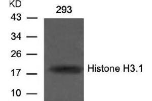 Image no. 2 for anti-Histone H3.1 (HIST1H3B) (Ser10) antibody (ABIN197332) (Histone H3.1 抗体  (Ser10))