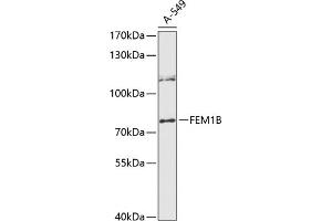 Western blot analysis of extracts of A-549 cells, using FEM1B antibody (ABIN6131634, ABIN6140575, ABIN6140577 and ABIN6216558) at 1:3000 dilution. (FEM1B 抗体  (AA 368-627))