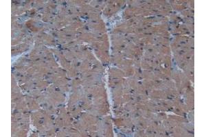 IHC-P analysis of Mouse Heart Tissue, with DAB staining. (Insulin 抗体  (AA 25-54, AA 90-110))