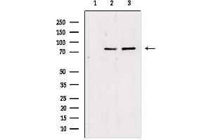 Western blot analysis of extracts from various samples, using JIP2 Antibody. (IB2 抗体)