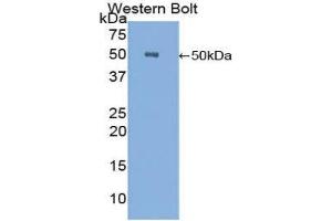 Western Blotting (WB) image for anti-Carboxypeptidase E (CPE) (AA 151-317) antibody (ABIN1858476) (CPE 抗体  (AA 151-317))