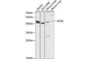 Western blot analysis of extracts of various cell lines, using RCN2 antibody  at 1:1000 dilution. (RCN2 抗体  (AA 23-180))