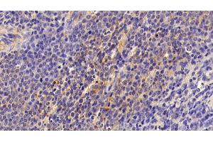 Detection of FAS in Porcine Spleen Tissue using Polyclonal Antibody to Factor Related Apoptosis (FAS) (FAS 抗体)